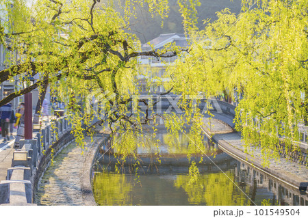 快晴の城崎温泉の町並み　風情ある枝垂れ柳 101549504