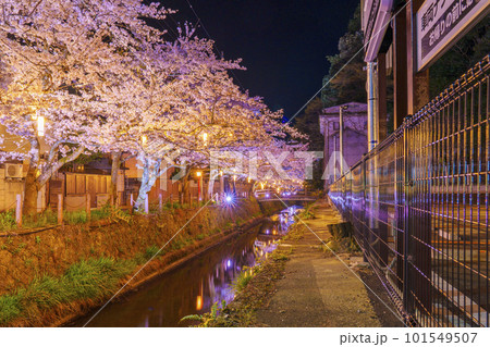 城崎温泉　木屋町通り周辺　満開の夜桜 101549507