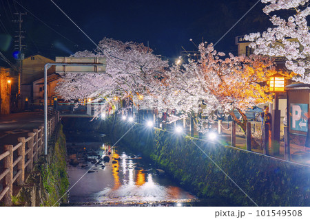 城崎温泉 木屋町通り周辺 満開の夜桜 城崎温泉 木屋町通り周辺 満開の夜桜 101549508