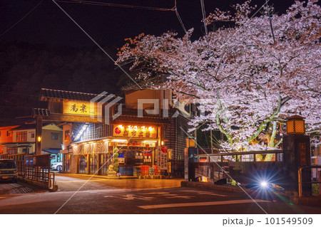 城崎温泉 月見橋周辺 満開の夜桜 城崎温泉 月見橋周辺 満開の夜桜 101549509