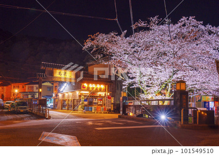 城崎温泉 月見橋周辺 満開の夜桜 城崎温泉 月見橋周辺 満開の夜桜 101549510