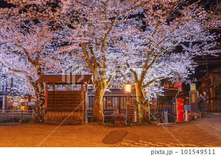 城崎温泉　月見橋周辺　満開の夜桜 101549511