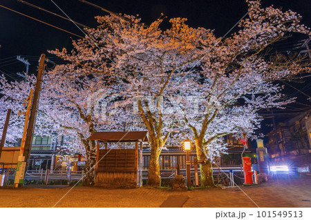 城崎温泉　月見橋周辺　満開の夜桜 101549513