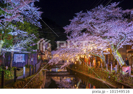 城崎温泉　木屋町通り周辺　満開の夜桜 101549516