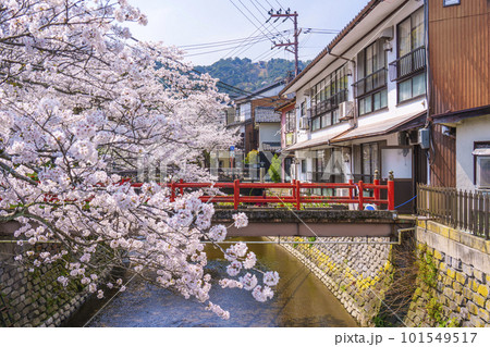 城崎温泉　木屋町通り周辺　満開の桜 101549517