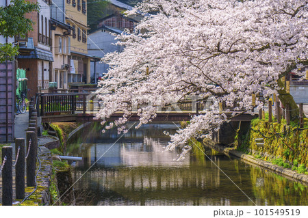 城崎温泉 木屋町通り周辺 満開の桜 城崎温泉 木屋町通り周辺 満開の桜 101549519