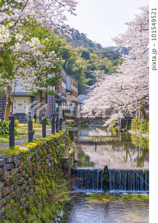 城崎温泉 木屋町通り周辺 満開の桜 城崎温泉 木屋町通り周辺 満開の桜 101549521