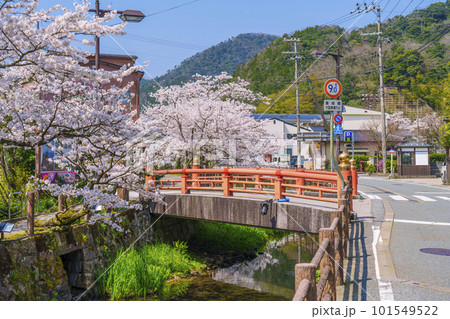 城崎温泉　薬師橋周辺　満開の桜 101549522