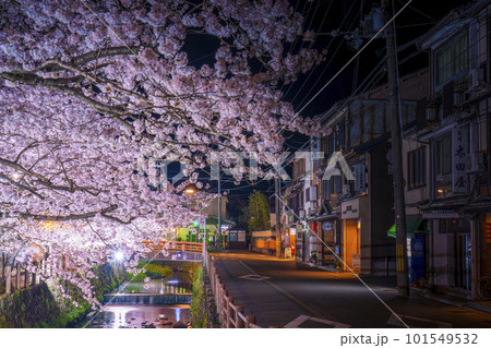 城崎温泉　薬師橋周辺　満開の夜桜 101549532