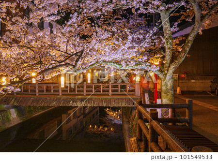 城崎温泉　木屋町通り周辺　満開の夜桜 101549533