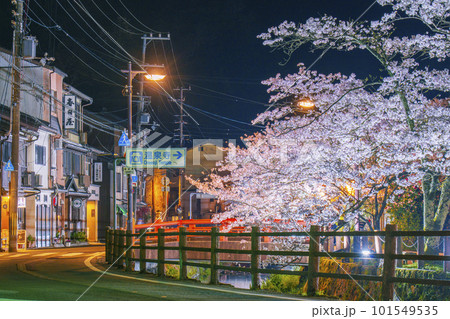 城崎温泉　薬師橋周辺　満開の夜桜 101549535