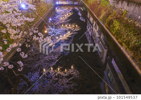 城崎温泉 木屋町通り周辺 大谿川に映る逆さ夜桜 城崎温泉 木屋町通り周辺 大谿川に映る逆さ夜桜 101549537