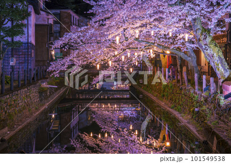 城崎温泉　木屋町通り周辺　ライトアップされた幻想的な夜桜 101549538