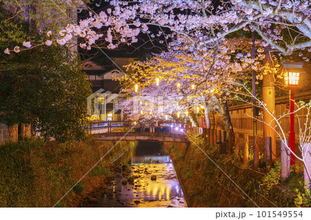 城崎温泉 木屋町通り周辺 ライトアップされた幻想的な夜桜 城崎温泉 木屋町通り周辺 ライトアップされた幻想的な夜桜 101549554