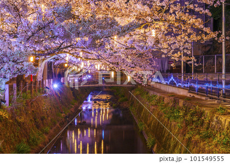 城崎温泉 木屋町通り周辺 ライトアップされた幻想的な夜桜 城崎温泉 木屋町通り周辺 ライトアップされた幻想的な夜桜 101549555