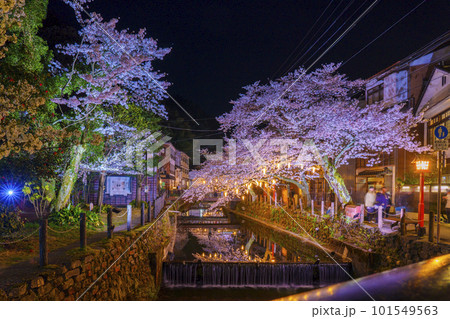 城崎温泉　木屋町通り周辺　ライトアップされた幻想的な夜桜 101549563