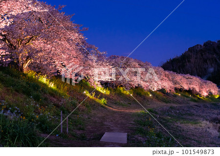 《静岡県》満開の河津桜・夜桜輝く南伊豆町 《静岡県》満開の河津桜・夜桜輝く南伊豆町 101549873