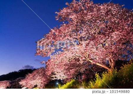 《静岡県》満開の河津桜・夜桜輝く南伊豆町 101549880