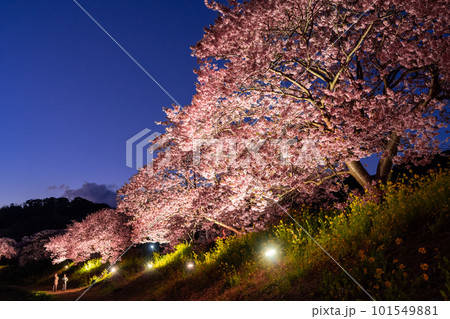《静岡県》満開の河津桜・夜桜輝く南伊豆町 101549881