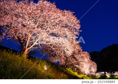 《静岡県》満開の河津桜・夜桜輝く南伊豆町 101549884