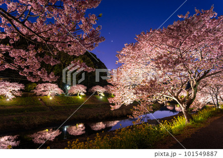 《静岡県》満開の河津桜・夜桜輝く南伊豆町 《静岡県》満開の河津桜・夜桜輝く南伊豆町 101549887