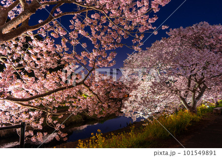 《静岡県》満開の河津桜・夜桜輝く南伊豆町 《静岡県》満開の河津桜・夜桜輝く南伊豆町 101549891