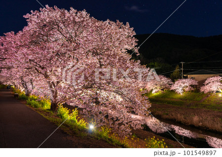《静岡県》満開の河津桜・夜桜輝く南伊豆町 《静岡県》満開の河津桜・夜桜輝く南伊豆町 101549897