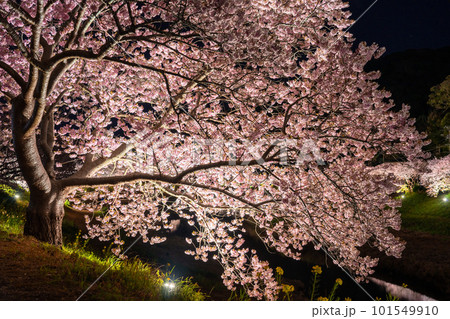 《静岡県》満開の河津桜・夜桜輝く南伊豆町 101549910
