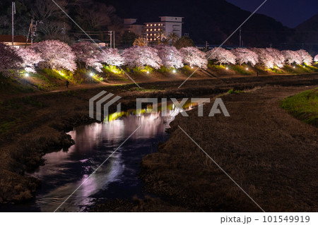 《静岡県》満開の河津桜・夜桜輝く南伊豆町 101549919