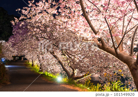 《静岡県》満開の河津桜・夜桜輝く南伊豆町 101549920