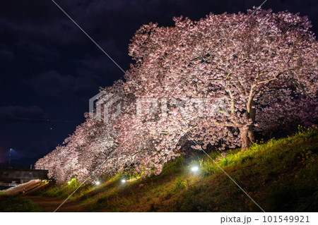 《静岡県》満開の河津桜・夜桜輝く南伊豆町 101549921