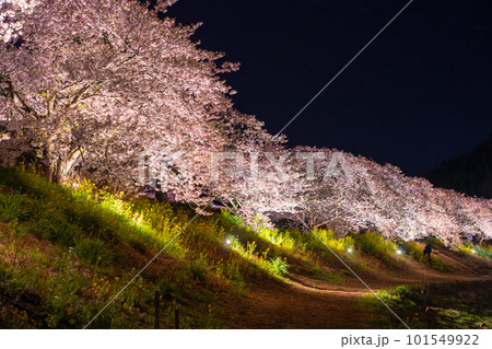 《静岡県》満開の河津桜・夜桜輝く南伊豆町 101549922