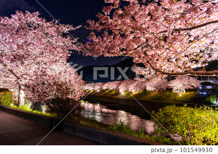 《静岡県》満開の河津桜・夜桜輝く南伊豆町 《静岡県》満開の河津桜・夜桜輝く南伊豆町 101549930