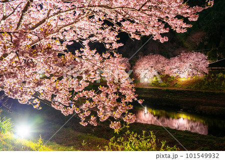 《静岡県》満開の河津桜・夜桜輝く南伊豆町 101549932