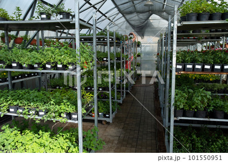 Plant nursery for sale in pots. Landscaping of the garden and terraces. Selling flower seedlings in pots Plant nursery for sale in pots. Landscaping of the garden and terraces. Selling flower seedlings in pots 101550951