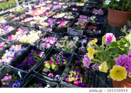 Plant nursery for sale in pots. Landscaping of the garden and terraces. Selling flower seedlings in pots Plant nursery for sale in pots. Landscaping of the garden and terraces. Selling flower seedlings in pots 101550954
