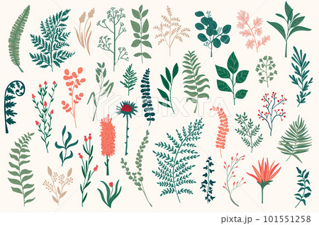Wildflower decorative elements set. Isolated pack of botanical clipart for Xmas prints. Color branches, flowers and herbs vector illustration. Perfect for Christmas greeting cards and patterns. Wildflower decorative elements set. Isolated pack of botanical clipart for Xmas prints. Color branches, flowers and herbs vector illustration. Perfect for Christmas greeting cards and patterns. 101551258