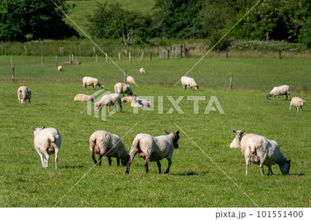 A flock of sheep on a meadow, summer. Livestock farm in Ireland. Grazing animals on the farm. Herd of sheep on green grass field 101551400