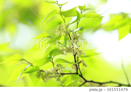 白い椋木（ムクノキの花 101551479