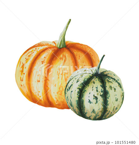 Watercolor composition of autumn pumpkins isolated. Thanksgiving, Halloween illustration for designers, scrapbooking. For designers, postcards, party Invitations, wrapping paper, covers. For posters Watercolor composition of autumn pumpkins isolated. Thanksgiving, Halloween illustration for designers, scrapbooking. For designers, postcards, party Invitations, wrapping paper, covers. For posters 101551480