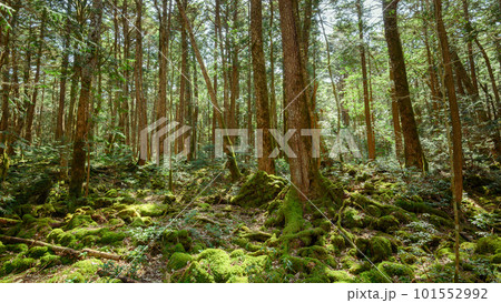 富士山麓に広がる広大な青木ヶ原樹海・遭難イメージ 富士山麓に広がる広大な青木ヶ原樹海・遭難イメージ 101552992