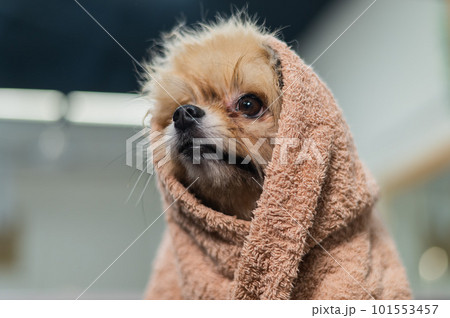 Cute pomeranian wrapped in a beige towel after washing. Grooming salon.  101553457