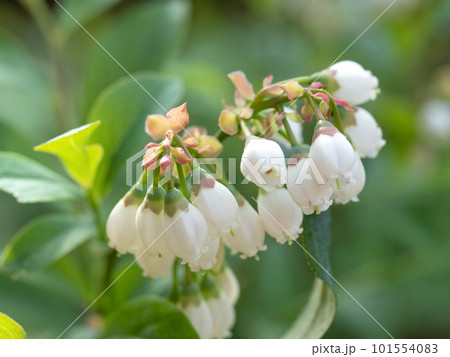 ブルーベリーの花 ブルーベリーの花 101554083