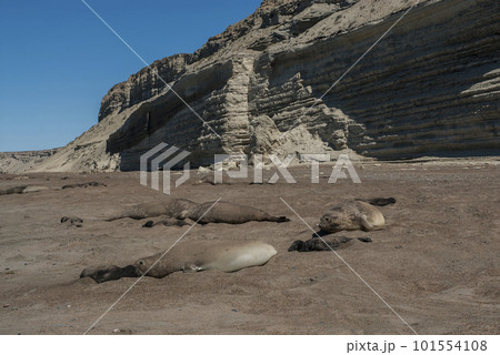 Male elephant seal, Peninsula Valdes, Patagonia, Argentina 101554108