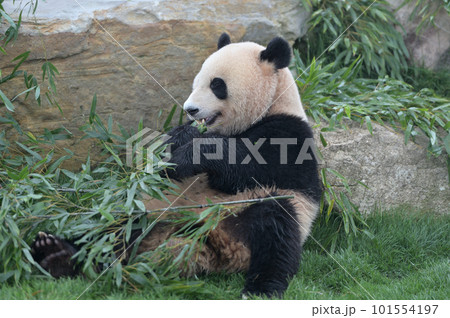 おいしそうに竹を食べる優浜 101554197
