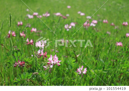 田圃に咲いた可愛いレンゲソウの花 101554419