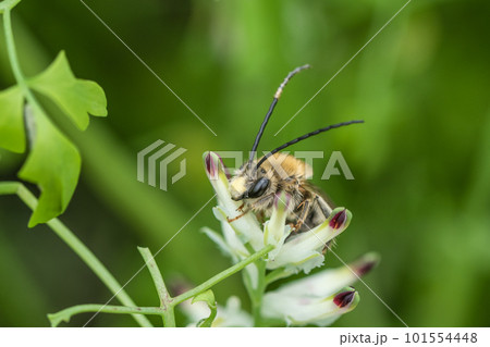 草花に止まるニッポンヒゲナガハナバチ 草花に止まるニッポンヒゲナガハナバチ 101554448