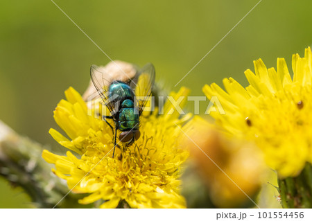 タンポポの花粉を食べるキンバエ 101554456