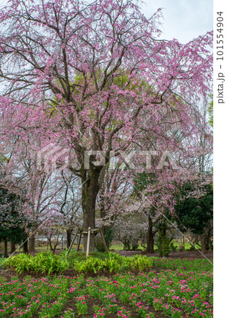 満開の桜と新緑 大宮花の丘公苑 さいたま市 満開の桜と新緑 大宮花の丘公苑 さいたま市 101554904