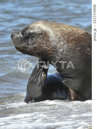 Male Sea Lion , Patagonia, Argentina 101554906